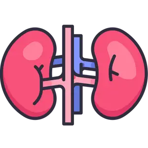 Nephrologist Icon