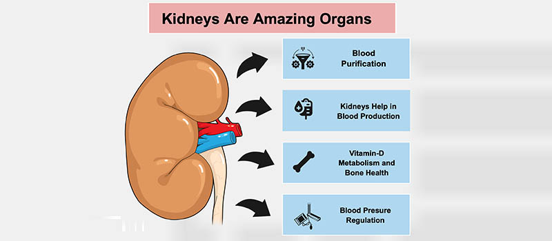 ‌Know About The Function of Kidneys | AINU